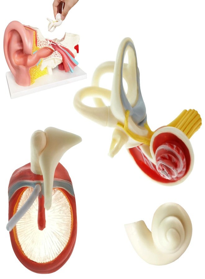 EVOTECH SCIENTIFIC Human Ear Model Anatomy, 4 Parts 3X Enlarged Anatomical Model of Ear Display Outer, Middle, Inner Ear Model for Medical Anatomy and Physiology Study Teaching with Base - Image 4